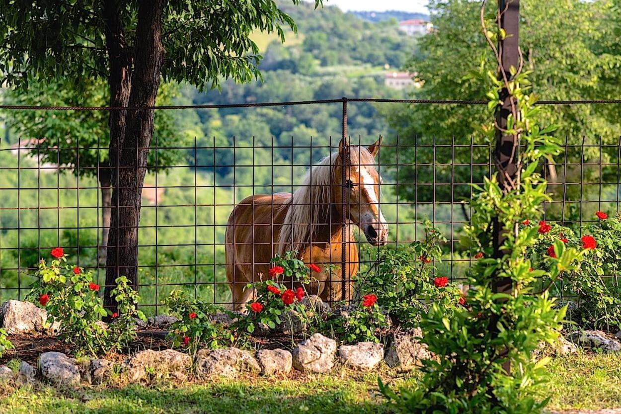 Agriturismo Il Porcellino Quinto di Valpantena Exterior foto